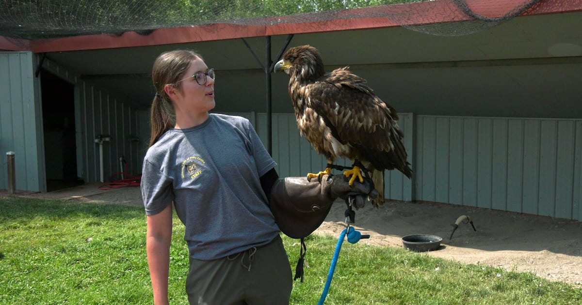 Teddy the Eagle returned to Birds of Prey Centre after social media campaign