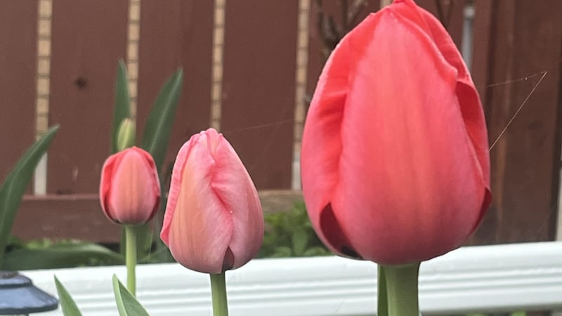 Windsor braces for chilly, unsettled start to May with gusty winds and scattered shower