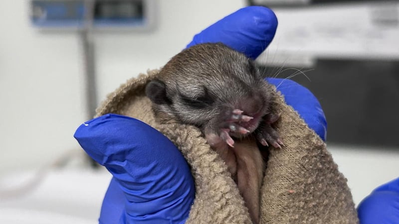 Flying squirrel attacked by magpie rescued from southwest Calgary