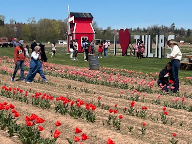 Dozens of people took part in the festival. (CTV/Jonathan MacInnis)