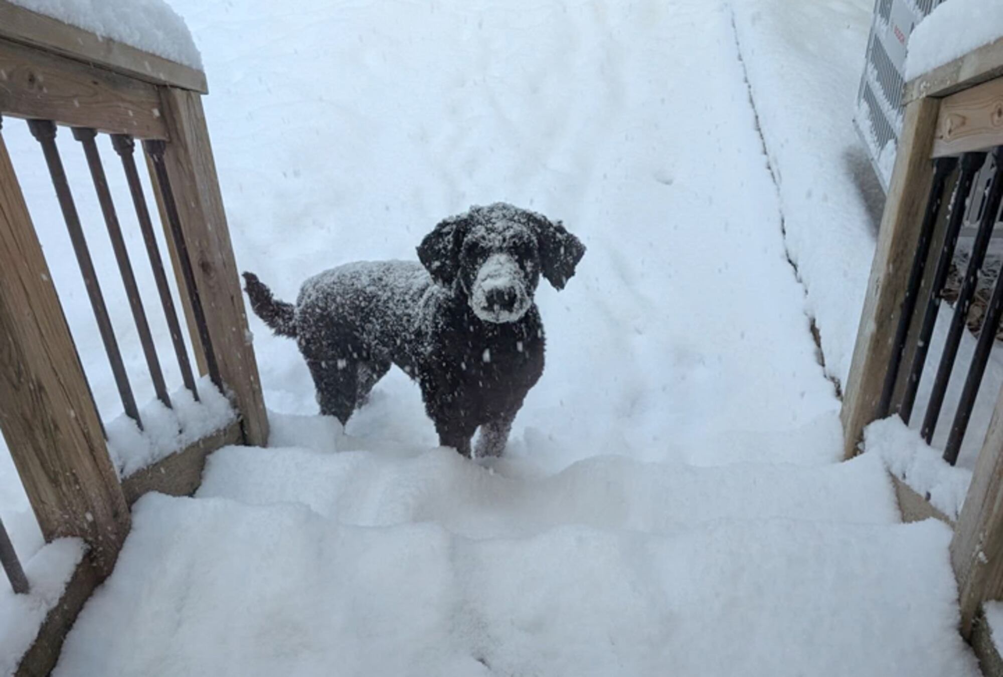 January Dogs of the Day – CTVNews
