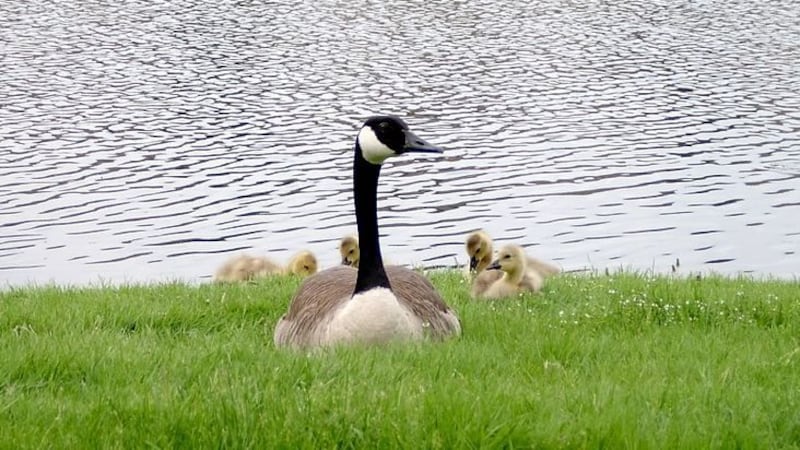 Essex man fined $1,000 for harassing and attempting to injure Canada Geese