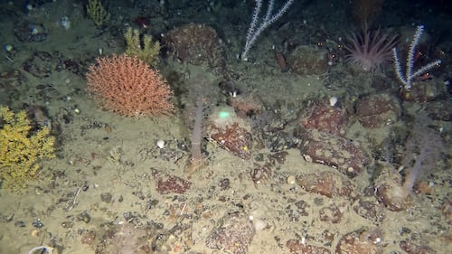 See the incredible secrets revealed from the ocean floor near Newfoundland’s Grand Banks