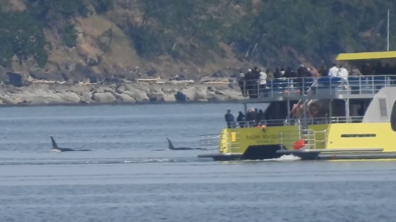 Video of B.C. whale watching boat beside orcas being assessed, DFO say