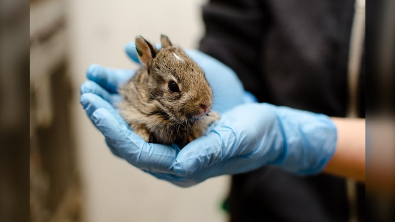 Manitoba wildlife rescue says bunnies being brought in needlessly
