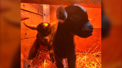 Two of 11 baby goats born at Hatfield Farm in Hammonds Plains, N.S., in late December 2025, are pictured. (Mike Lamb / CTV Atlantic)