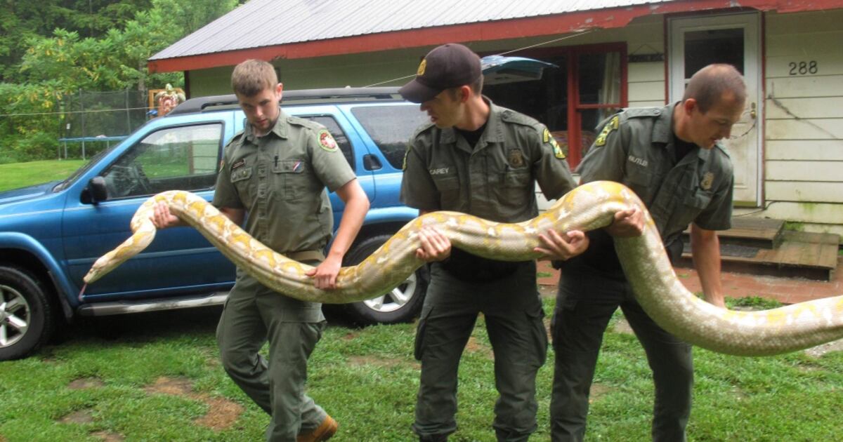 Homeless Python 2 homeless pythons given to Vermont man headed to sanctuary