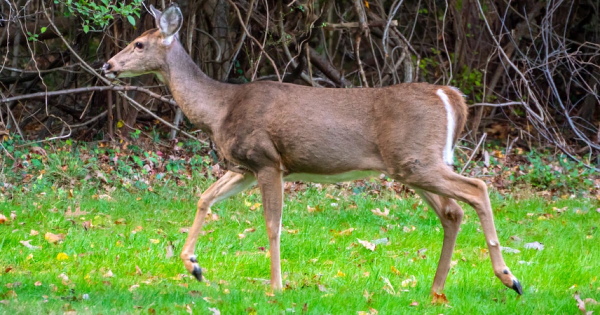 Ontario woman convicted for letting dog roam Crown land, chase, kill white-tailed deer