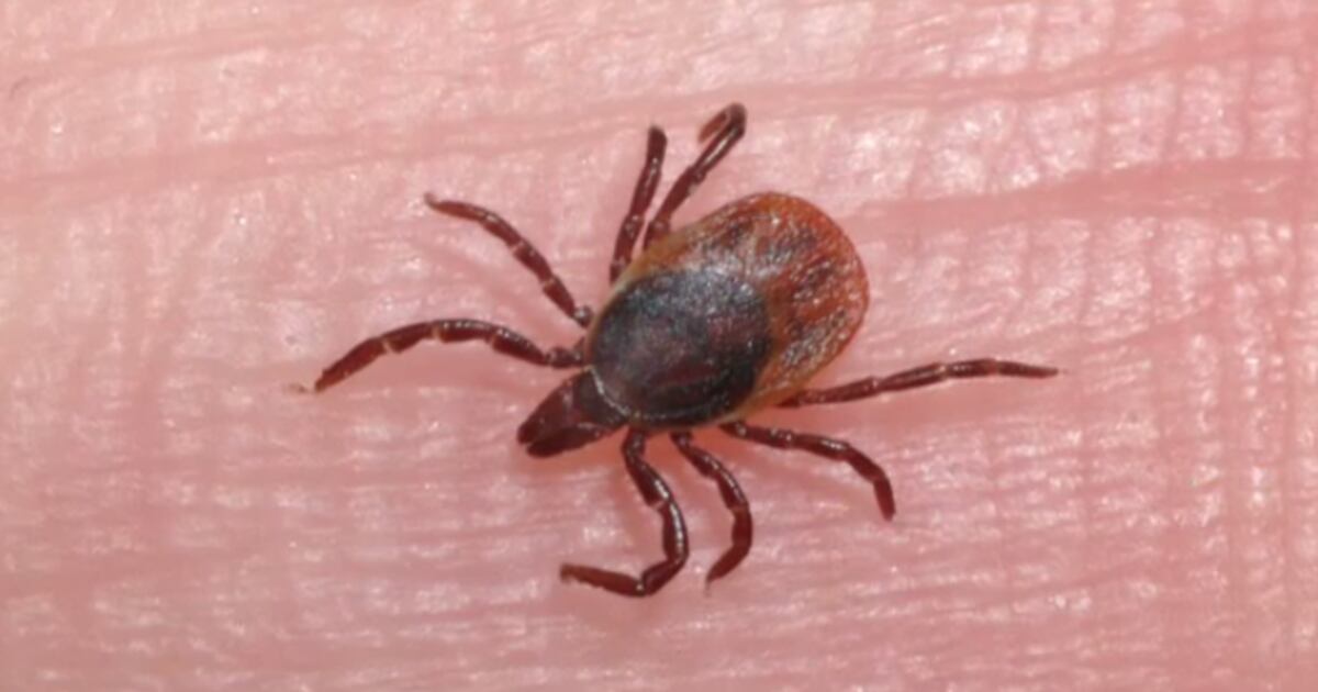 Can Ticks Survive Hot Weather: Shocking Truths Revealed