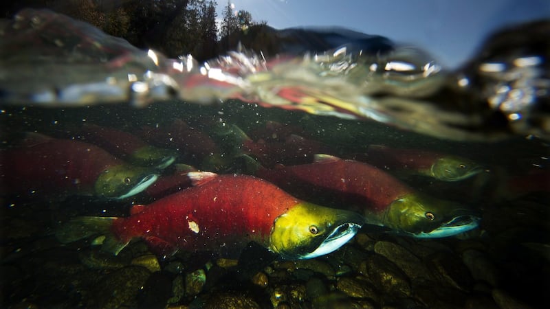 Waterways in B.C.'s Mount Robson Park to be shut to prevent whirling disease