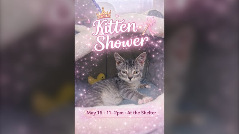 Windsor/Essex County Humane Society hosting Kitten Shower