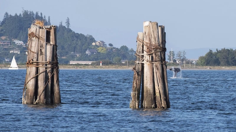 B.C.'s Comox Valley issues sewer use warning due to 'ongoing emergency'