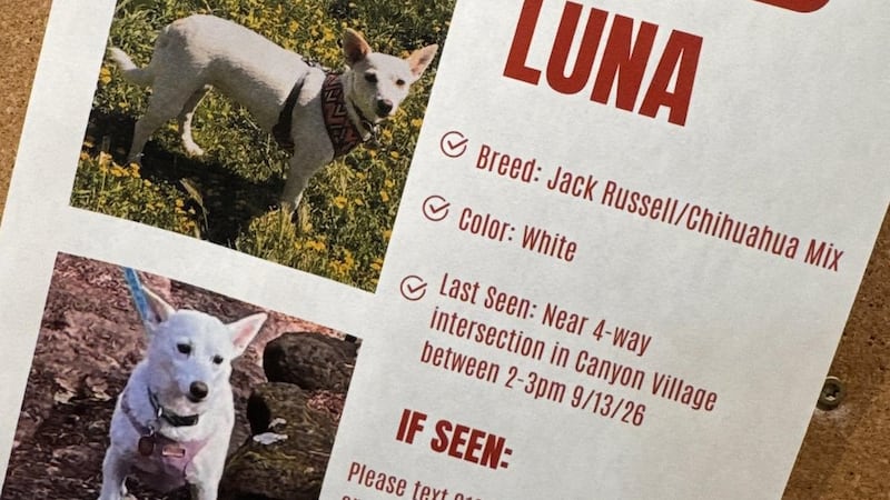Search for missing pup in Yellowstone is under pressure as winter nears