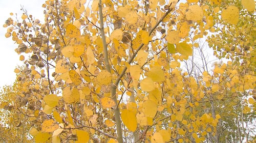 Fall colours in Calgary, as seen on Oct. 2, 2026