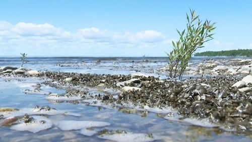Containment of Lake of the Prairies ordered after zebra mussels found