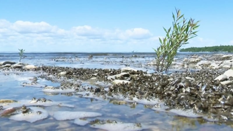 Containment of Lake of the Prairies ordered after signs of invasive mussels found