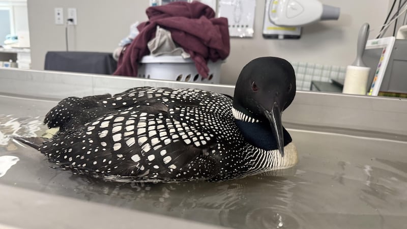 Nothing to wail at: Injured loon hitches a ride with kind-hearted volunteers to Edmonton from Fort McMurray