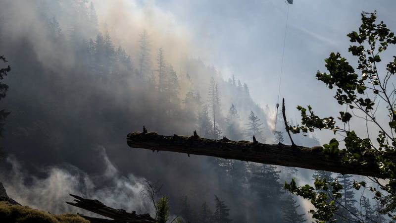 Wet and mild winter is 'good news' for B.C. wildfire season, says forecaster