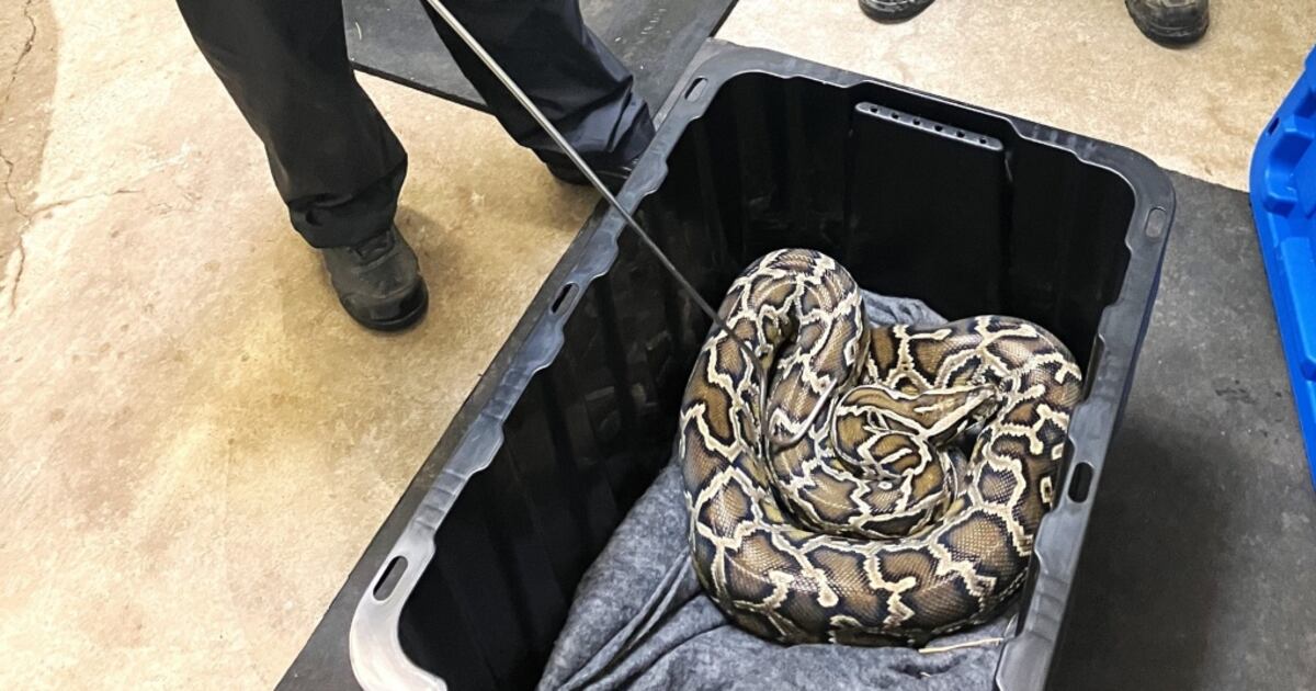 9ft Python Conservation officers seize 9-foot python from Chilliwack home