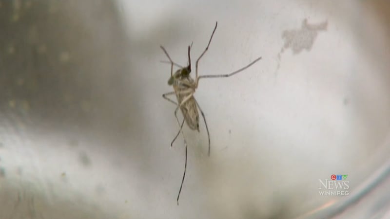 Mosquitos in Ottawa test positive for West Nile Virus: Ottawa Public Health