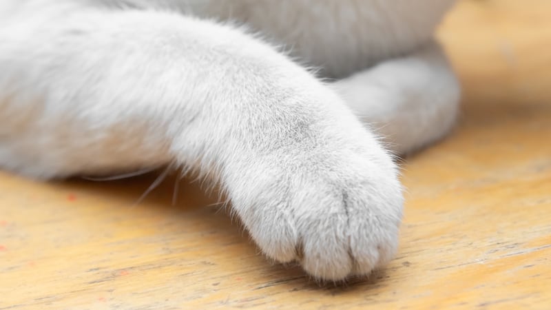 Winnipeg police say man charged after woman extorted for return of stolen cat