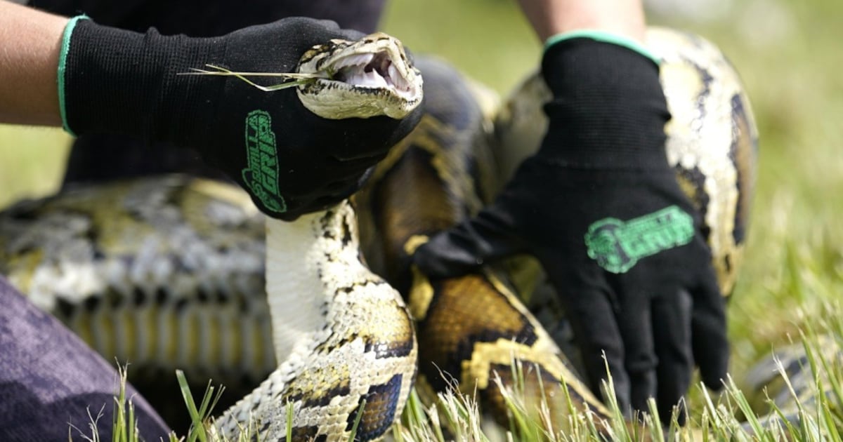 Snake hunters will wrangle invasive Burmese pythons in Everglades ...