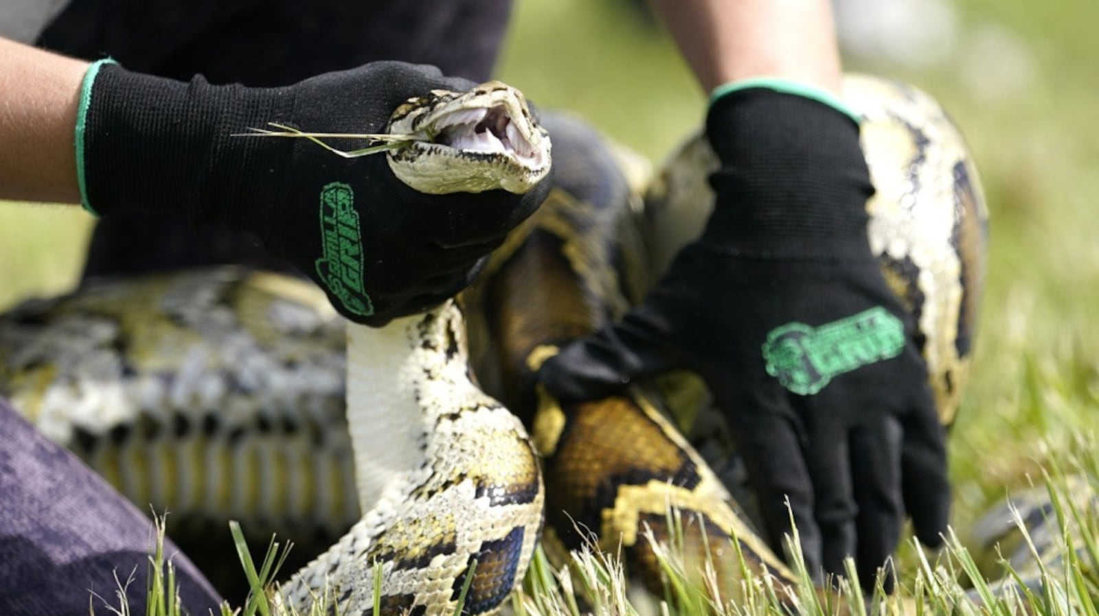 Florida news: Raccoons, possums used as python bait
