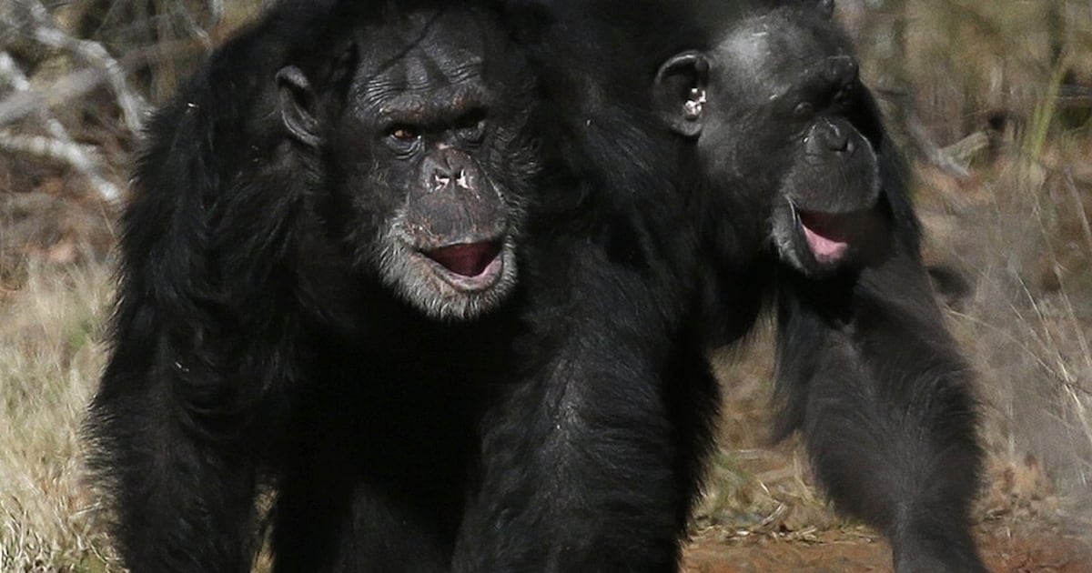 Chimpanzee friendships may come with an unwritten rule - CTV News