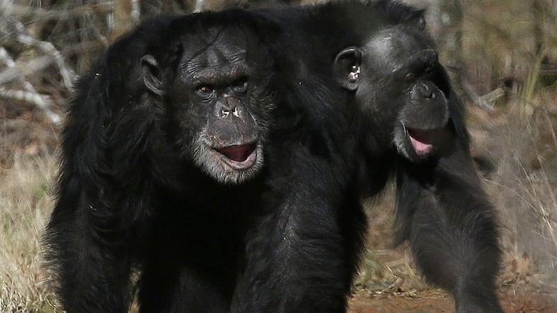 Chimpanzee friendships may come with an unwritten rule