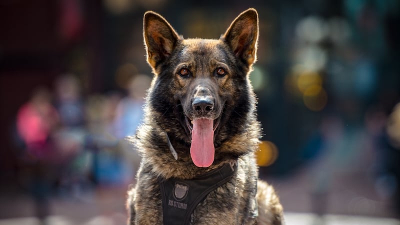 Police watchdog investigating after Vancouver arrest leaves man in need of surgery