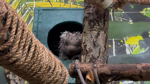 Porcupine at the Edmonton Valley Zoo Nov. 24, 2025. (Sasha Pietramala/CTV News Edmonton)