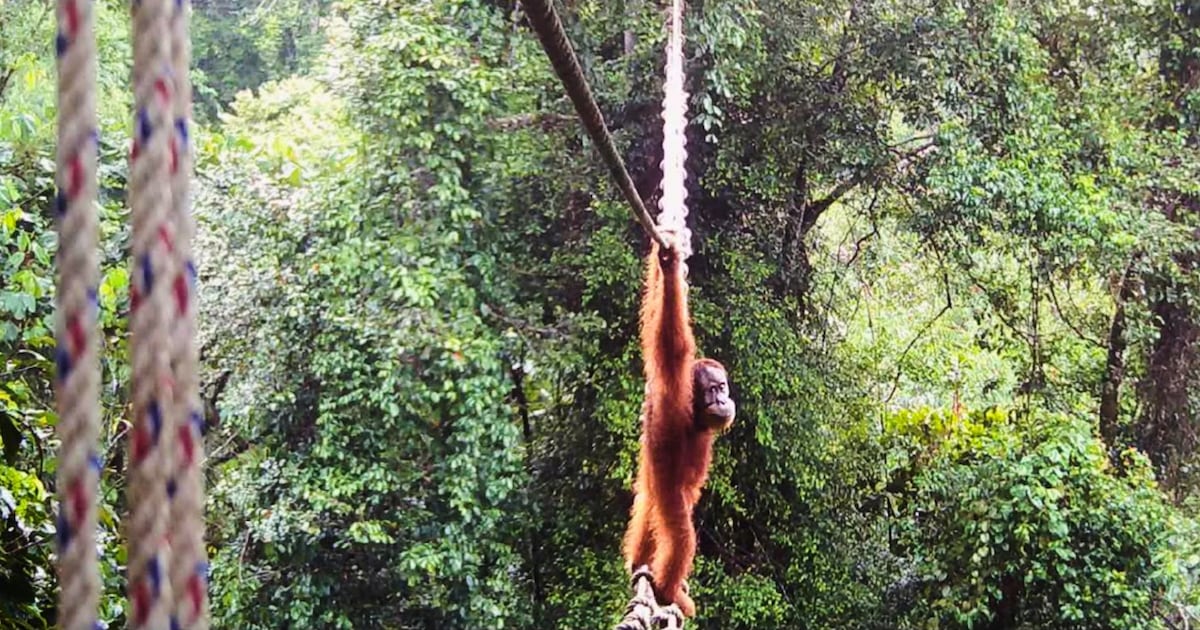 Indonesia rescues orangutan mother and baby from wildfire haze