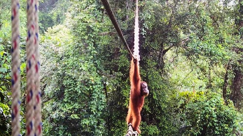 Indonesia rescues orangutan mother and baby from wildfire haze