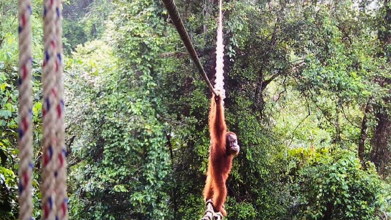 Indonesia rescues orangutan mother and baby from wildfire haze