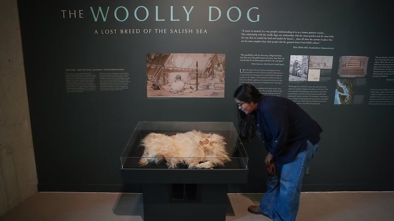 Only known woolly dog pelt returns to B.C. after more than 160 years