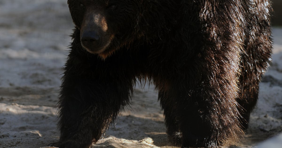 Saskatoon zoo shares new details about grizzly bear's death