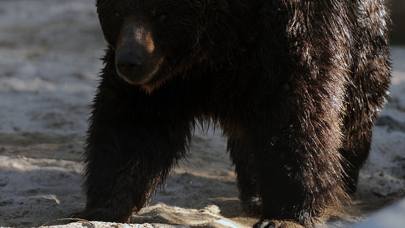 Saskatoon zoo shares new details about grizzly bear’s death