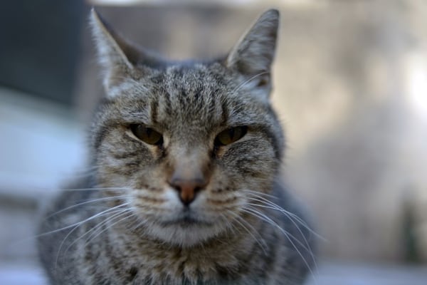 Rallies call on Quebec to manage over-population of stray, feral cats