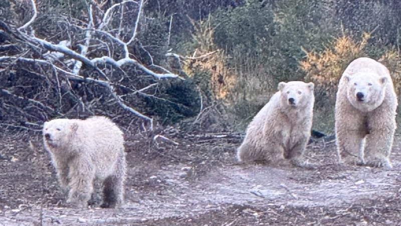 Polar bears make an appearance in First Nation as winter nears