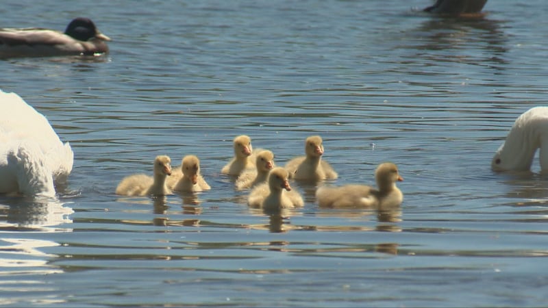 ‘A flurry of activity’: People flock to Dartmouth to see Sullivan’s Pond goslings