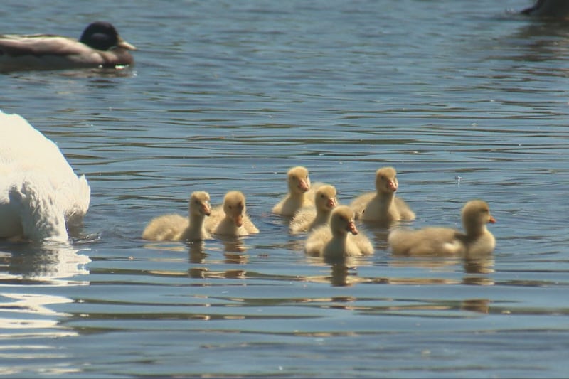 ‘A flurry of activity’: People flock to Dartmouth to see Sullivan’s Pond goslings