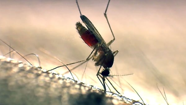 Winnipeg reveals mosquito control tactics