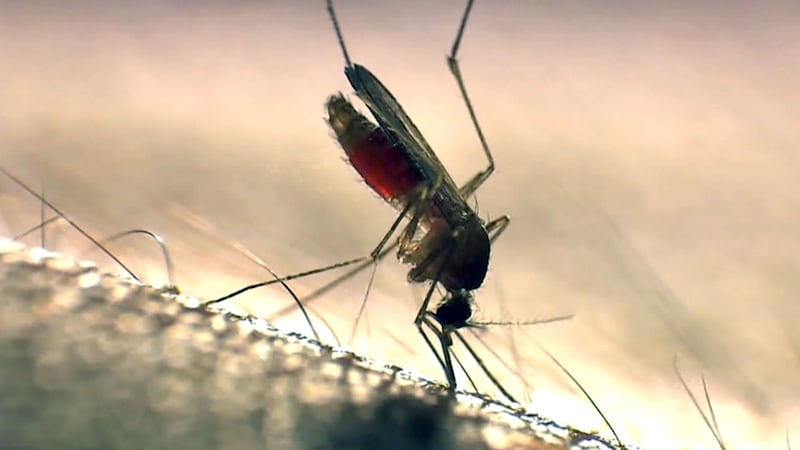 The steps being taken by the city to control Winnipeg’s mosquito population