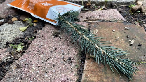 Tourism Yorkton encourages community to pick up free tree seedling