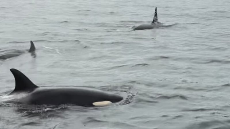 ‘Wow!’: Video shows B.C. man’s up-close orca encounter