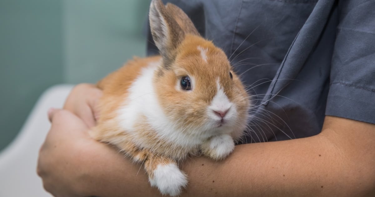 Overrun Animals Overrun with rabbits, Surrey animal shelter seeks foster home volunteers