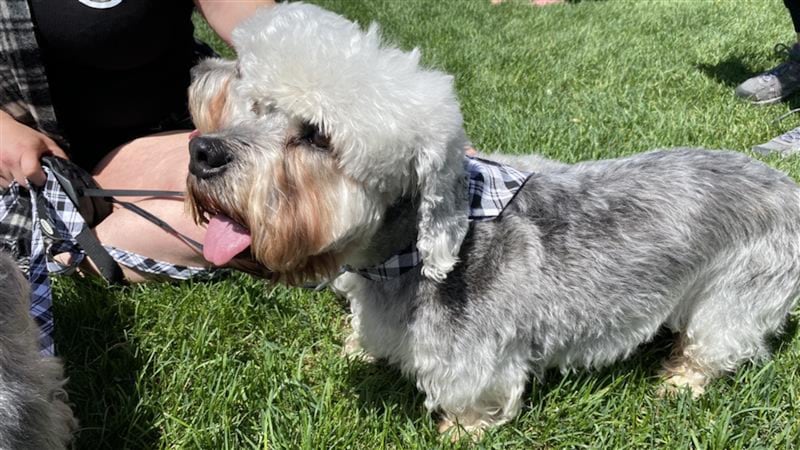 ‘Gentlemen of the terrier breed’: Once popular, now endangered Dandie Dinmonts parade Edmonton