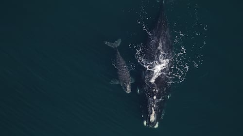 North Atlantic right whale calving season brings most births in 17 years