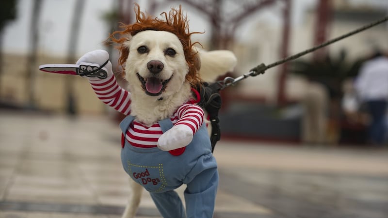 Chocolate, fireworks and fake spiderwebs: How to protect pets and wildlife this Halloween