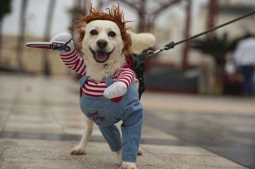 ‘Watch their stress level’: Keeping your pet safe this Halloween